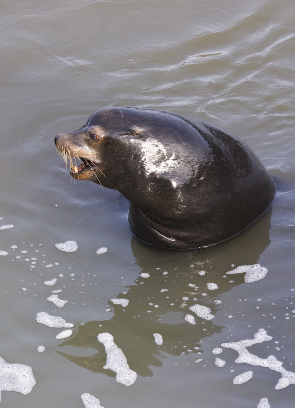 California Sealion